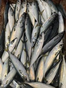 ปลาแมคเคอเรลแช่แข็ง P1131 น้ำหนักสุทธิ:9.5 กก. ผู้ผลิตปลาแมคเคอเรล แช่แข็งบนบก ปลาแมคเคอเรล 70-80 ตัว - Product Image 5