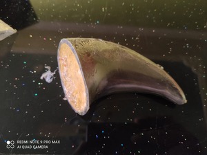 100% ควายธรรมชาติที่เต็มไปด้วยฮอร์นโปรตีนที่อุดมด้วยโปรตีนสำหรับเคี้ยวก้าวร้าว - Product Image 2