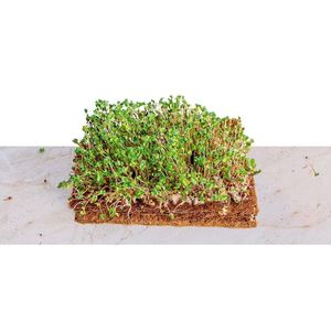 Échantillon gratuit de tapis en fibre de coco 100% de haute qualité, naturel et écologique avec un bon prix d'Eco2go Vietnam - Product Image 6