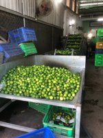 Citron frais de haute qualité citron vert frais toutes les tailles prix pas cher du Vietnam | Prenons une promotion sur la saison des soldes.