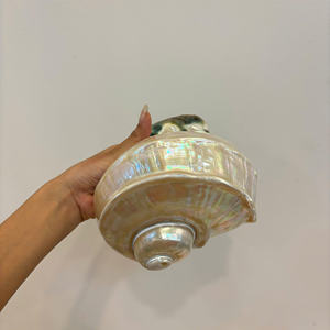 Large Size 7-8cm White Cowrie Shell <b>Egg</b> Cowry From Vietnam For DIY Beach Crafts Decor Home Best Price Wholesale 99 Gold Data - Product Image 3