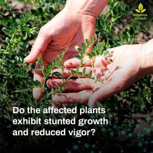 Garbanzo Protección Vegetal Por MagicGro Super - Product Image 3