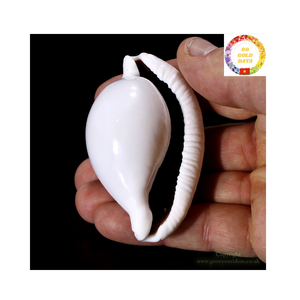 เปลือกหอยเคลือบเงาสำหรับงานแต่งงานเปลือกหอยเคลือบเงาสีขาวธรรมชาติขนาด5ถึง8ซม. จากเวียดนาม - Product Image 1