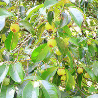 Hoogwaardige verse mangosteen - Vietnamees tropisch fruit voor export en groothandel