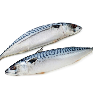 Filete de pescado redondo entero de caballa congelada de primera calidad Scomber Atlántico Pacífico captura fresca exportación calidad suministro de mariscos - Product Image 1