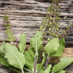 เมล็ดกระเพราแห้งจากเวียดนามสำหรับการผลิตอาหารและเครื่องดื่ม - Product Image 1