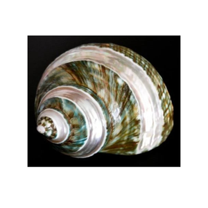 ชิ้นส่วนศิลปะธรรมชาติเทอร์โบเบอร์เกสเงางามสำหรับนักสะสมและผู้ที่ชื่นชอบเปลือกหอย - Product Image 3