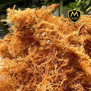 สาหร่ายคอตตอนนีแห้งส่งออกคุณภาพสูง - Product Image 2