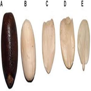 Graines de Jatropha Séchées Biologiques et Mûres à Vendre - Product Image 1