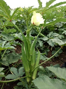 Semillas de Okra Tulsi 99% Puridad 85% Germinación Verde Oscuro - Product Image 6