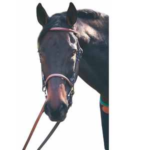 Les fabricants vendent la bride de cheval en cuir véritable en gros conception personnalisée de haute qualité bride de cheval en cuir véritable - Product Image 4