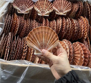 Coquille de palourde naturelle, coquille de mer, objet décoratif pour la décoration de la maison, artisanat fait main et idéal pour les cadeaux - Product Image 6