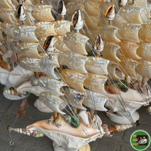 Decoración natural del océano, material de conchas marinas para artículos decorativos hechos a mano y recuerdos de Vietnam. - Product Image 5