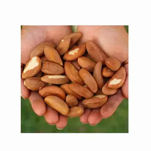 Buy Organic Raw l Nuts / Brazil Nuts Wholesale Brazil Nuts at Affordable Competitive Market Prices from Top Ranking Suppliers