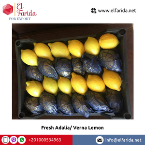 Nhà Cung Cấp Hàng Đầu Quả Cam Quýt Tươi Bán Buôn Chất Lượng Cao Và Chanh Tươi Màu Vàng Xanh Verna Để Mua Số Lượng Lớn - Product Image 3