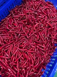 Piment rouge congelé en vrac, cryopréparé, qualité supérieure IQF, 10 kg, épices du Vietnam, excellence culinaire, sans ingrédients chimiques, ingrédients alimentaires - Product Image 6
