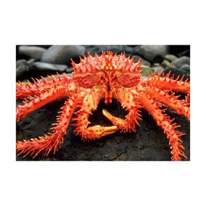 Crabe royal chilien congelé de qualité supérieure, provenant d'Allemagne, fourni en grandes quantités pour les acheteurs commerciaux - Product Image 1