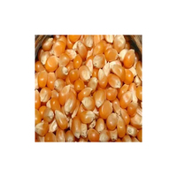 Maïs à éclater de qualité supérieure, le plus vendu, naturel pur, jaune, glutineux, riche en protéines, sain
