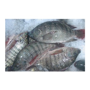 Pescado Tilapia Negro Congelado Más Vendido para Exportación - Product Image 6