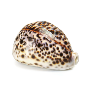 ล็อตเปลือกคาวบอยวินเทจ (8) เสือดาวอสังหาริมทรัพย์ขนาดใหญ่ - Product Image 2