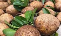 Hoogwaardige verse sapodilla vruchten, Vietnamese oorsprong, NATUURLIJK zoete Chikoo Sapota, voor groothandel, LEVERBAAR in grote hoeveelheden