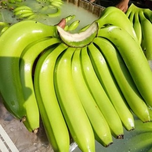 Plátanos Cavendish Frescos de Primera Calidad - Calidad de Exportación Clase I - Suministro a Granel - Product Image 2