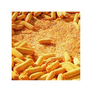 Fabricant brésilien de maïs jaune séché de qualité supérieure non OGM pour l'alimentation animale à un prix raisonnable - Product Image 6