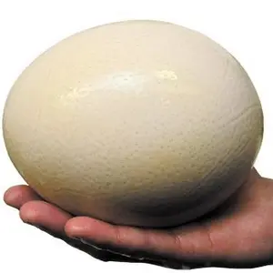 Hot Sale Ostrich Eggs for Sale / Fertile Ostrich Eggs and Ostrich Chicks for sales