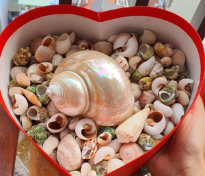 Surtido de conchas marinas Vietnam | Respetuoso con el medio ambiente, pulido, perfecto para proyectos de artesanía y recuerdo de bricolaje - Product Image 3