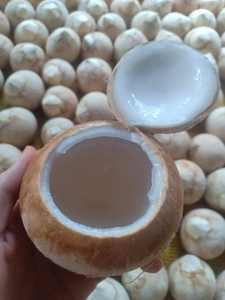 เนื้อมะพร้าวแช่แข็ง IQF ธรรมชาติจากเวียดนาม หวานและนุ่ม เหมาะสำหรับทำขนมและมะพร้าวอบแห้ง - Product Image 5