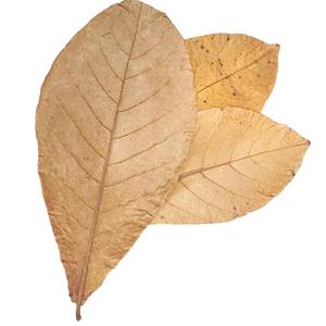 Hojas naturales de Catappa india, hojas de almendra india, tamaño de 26 a 30 cm/10,2 a 11,8 ", paquete de 500 hojas - Product Image 4