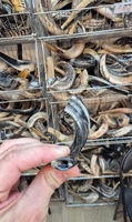 Taille personnalisée Casher Shofar Poli Israël Kudu Corne Écologique Naturel Corne de Mouton Artisanat RAM Corne Shofar à vendre