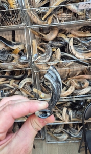 Tamaño personalizado Kosher Shofar pulido Israel Kudu cuerno ecológico Natural oveja cuerno artesanía RAM cuerno Shofar para la venta - Product Image 2