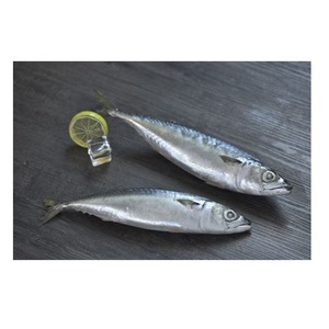 Pescado de Alta Calidad, Atún Entero Congelado, Atún del Pacífico HGT en Venta - Product Image 4