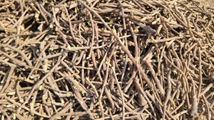 Raíz de regaliz de origen vietnamita, producto agrícola en rodajas y en polvo entero - Product Image 5