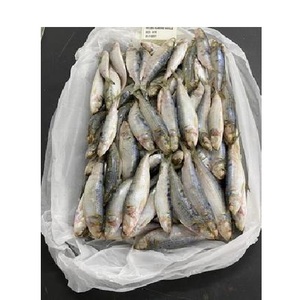 Sardinas Congeladas de Alta Calidad / Pescado IQF, Proveedor Global de Mariscos - Product Image 4