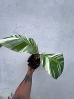 Plantas de Arbustos Variedades Banana, Ecológicas, Ligeras, Resistentes al Agua, con Hojas de Tacto Natural Realista, Retardantes de Fuego, de Alta Calidad