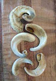 แตรแกะชนิดดั้งเดิมคุณภาพสูงสำหรับพิธีกรรมศักดิ์สิทธิ์ แตรแกะธรรมชาติแท้สำหรับการนมัสการของชาวยิว - Product Image 4