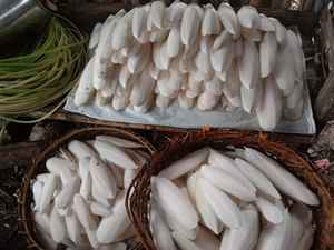 Os de seiche sec de meilleure qualité Os de seiche 100% Os de seiche naturel du Vietnam - Product Image 4