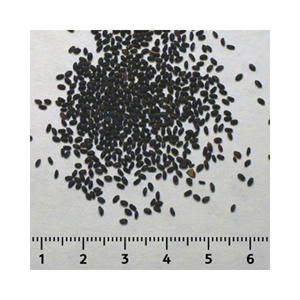 Semilla de albahaca con producto de la mejor calidad del exportador y fabricante de Vietnam - Product Image 6