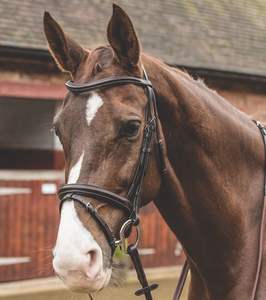 Bride découpée Bride cavesson surélevée Hot Multi Color Bride de cheval en cuir véritable Taille complète - Product Image 5