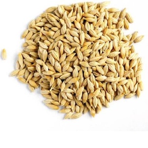 Granos de Cebada Congelados al por Mayor, Origen Tailandia, Grado Alimenticio para Animales, OEM Disponible - Product Image 1