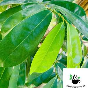 Hoja de Guanábana seca a buen precio, venta al por mayor, hojas secas de Vietnam - Product Image 4