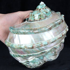Grande coquille rare, coquille antique Turbo Marmoratus, finition brillante en provenance du Vietnam, idéale pour les centres de table, Turbo Marmoratus 99GD - Product Image 3