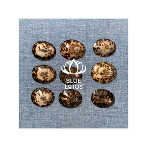 Precio bajo VENTA CALIENTE Sea Shell Limpet Shell 7cm up Vietnam Beach Shell 2024 Polaco - Product Image 1