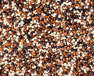Quinoa Tricolore Biologica Premium dal Perù, 100% Pura, 12% di Umidità, Superfood ad Alto Contenuto Proteico, Confezione (25kg) Agrilatin SAC Exports - Product Image 3