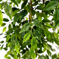 Arbres artificiels en ficus de 4 à 6 pieds, feuilles réalistes, tronc naturel, pot en plastique robuste réglable, toutes saisons