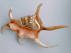 Coquillages marins mélangés Décoration de mariage Thème de plage Coquillages Décoration de la maison Matériel organique du Vietnam Tracy - Product Image 5