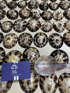 VIETNAM BREASTFEEDING BABY SHELLS POLISHED OVAL LIMPET SEA SHELL HANDICRAFT FOR BRA BLUE LOTUS VIETNAM - Product Image 3