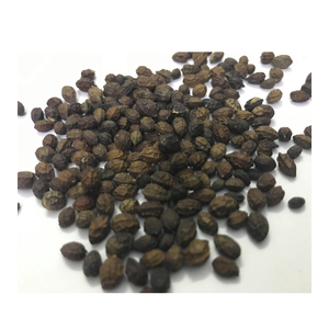 เมล็ดมะละกอแห้งจากเวียดนามพื้นผิวสะอาดบรรจุในถุง PP พร้อมสำหรับการส่งออกกำลังการผลิตสูง - Product Image 1